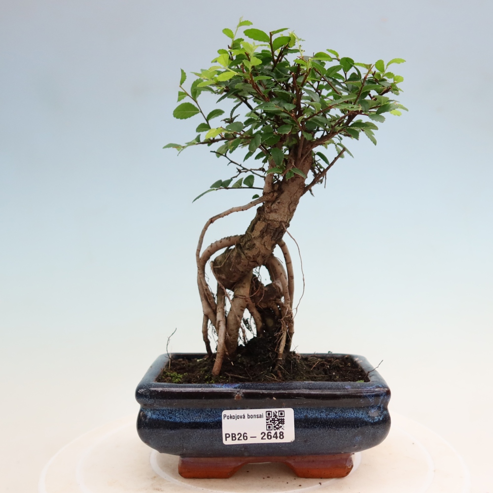 Camera bonsai - Ulmus parvifolia - Olmo a foglie piccole