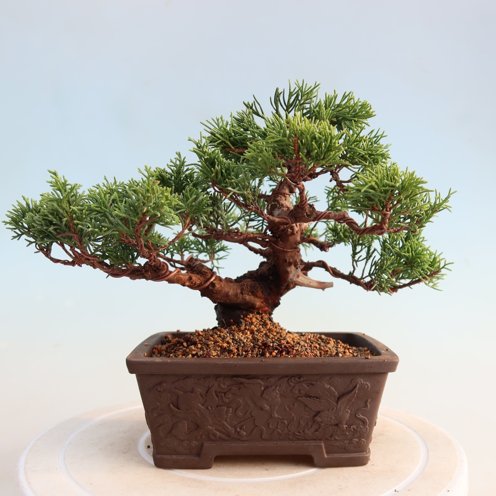 Bonsai da esterno - Juniperus chinensis Itoigawa