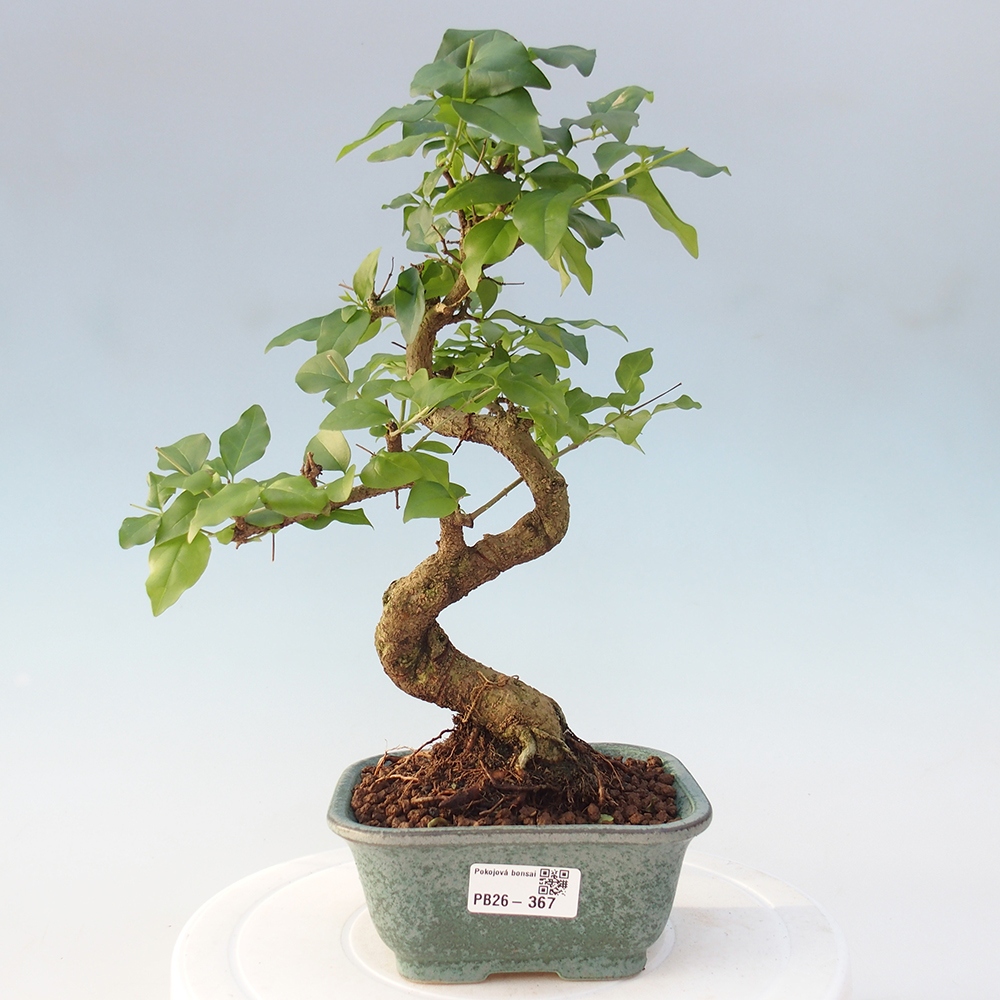 Camera bonsai -Ligustrum chinensis - Becco d'uccello