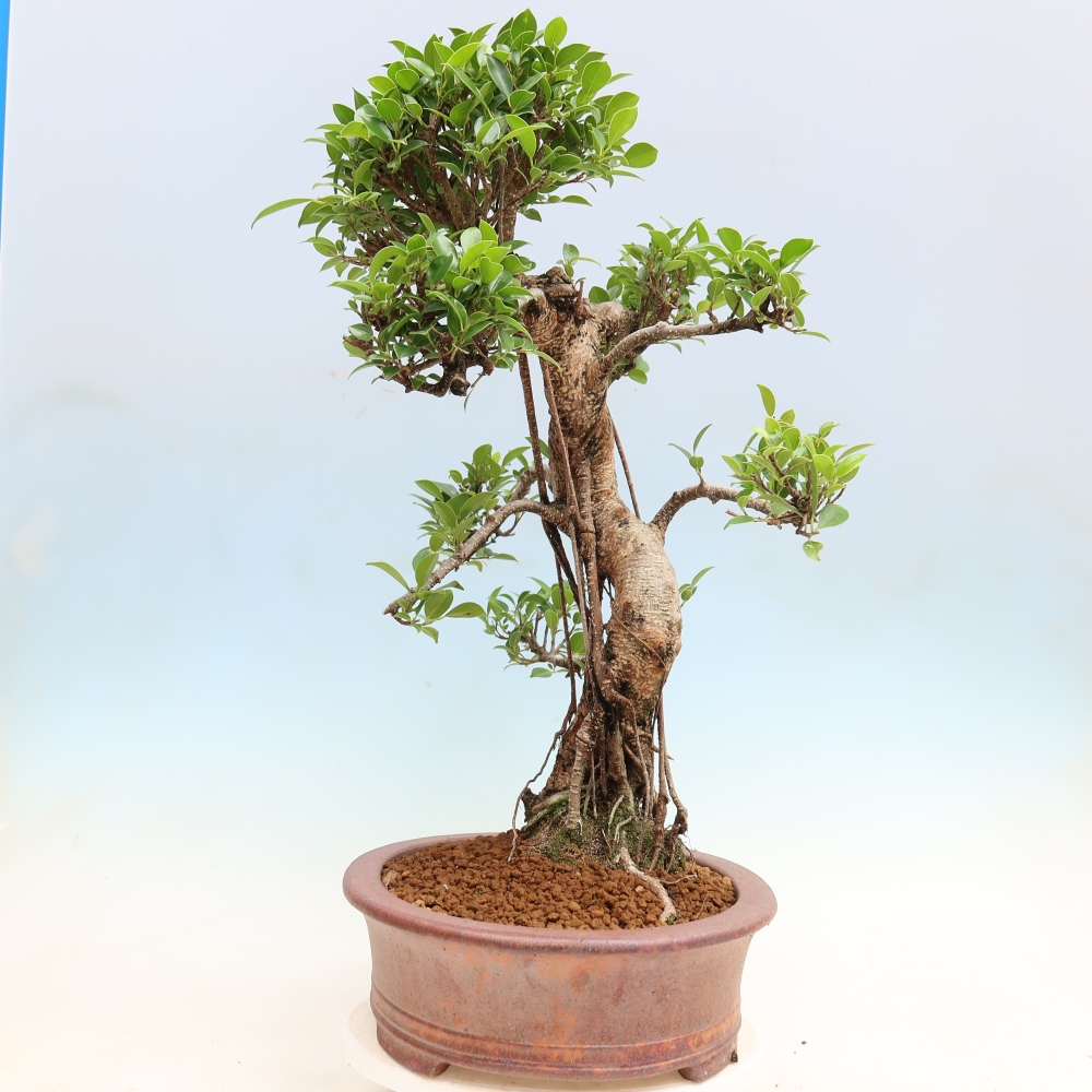 Camera bonsai - Ficus kimmen - ficus a foglie piccole