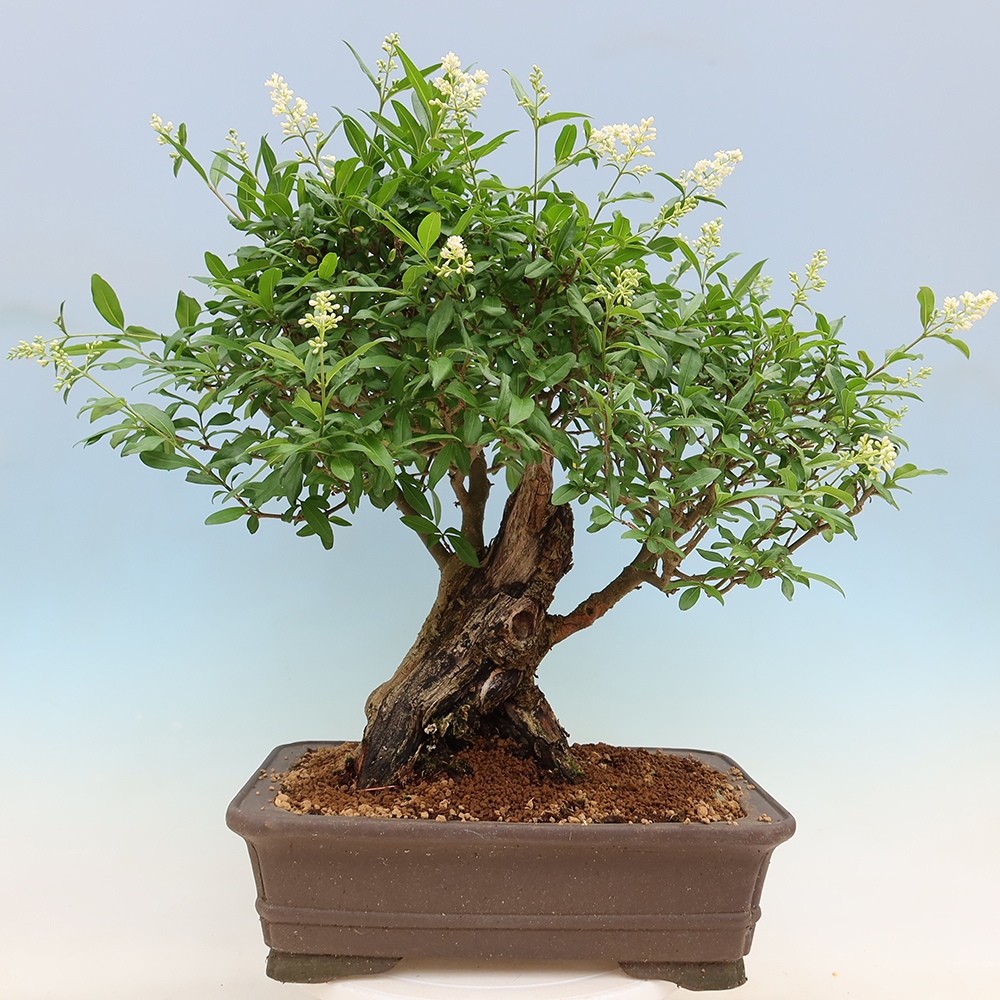 Bonsai da esterno - Ligustrum vulgare - Becco d'uccello