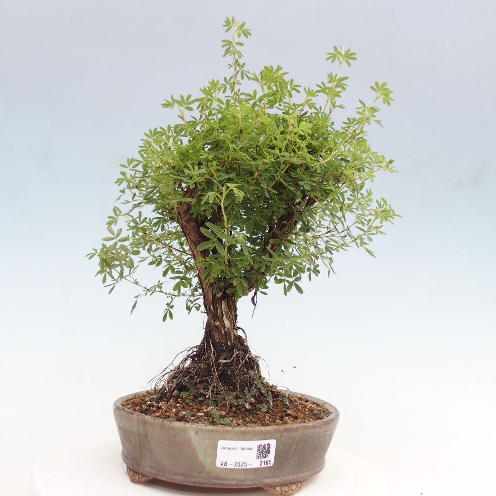 Bonsai da esterno - Potentila fruticosa yellow Bird