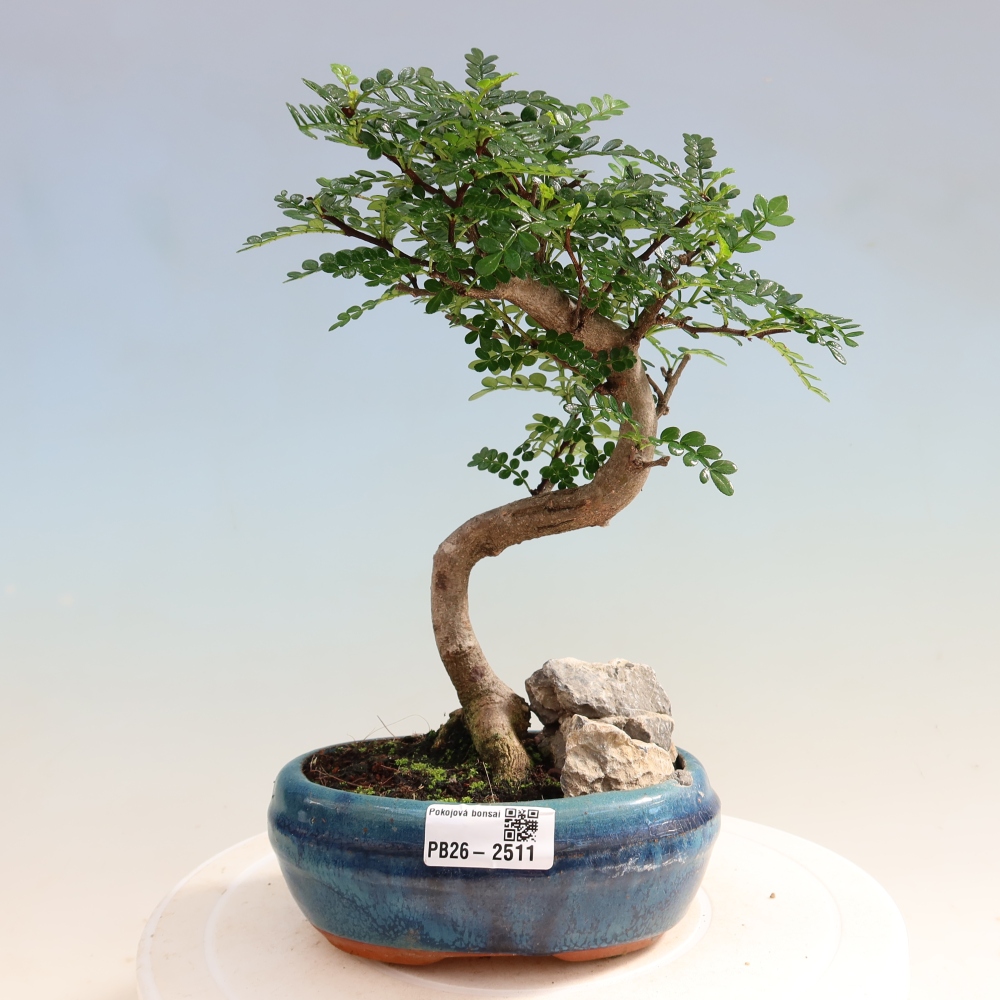 Camera bonsai - Zantoxylum piperitum - albero del pepe