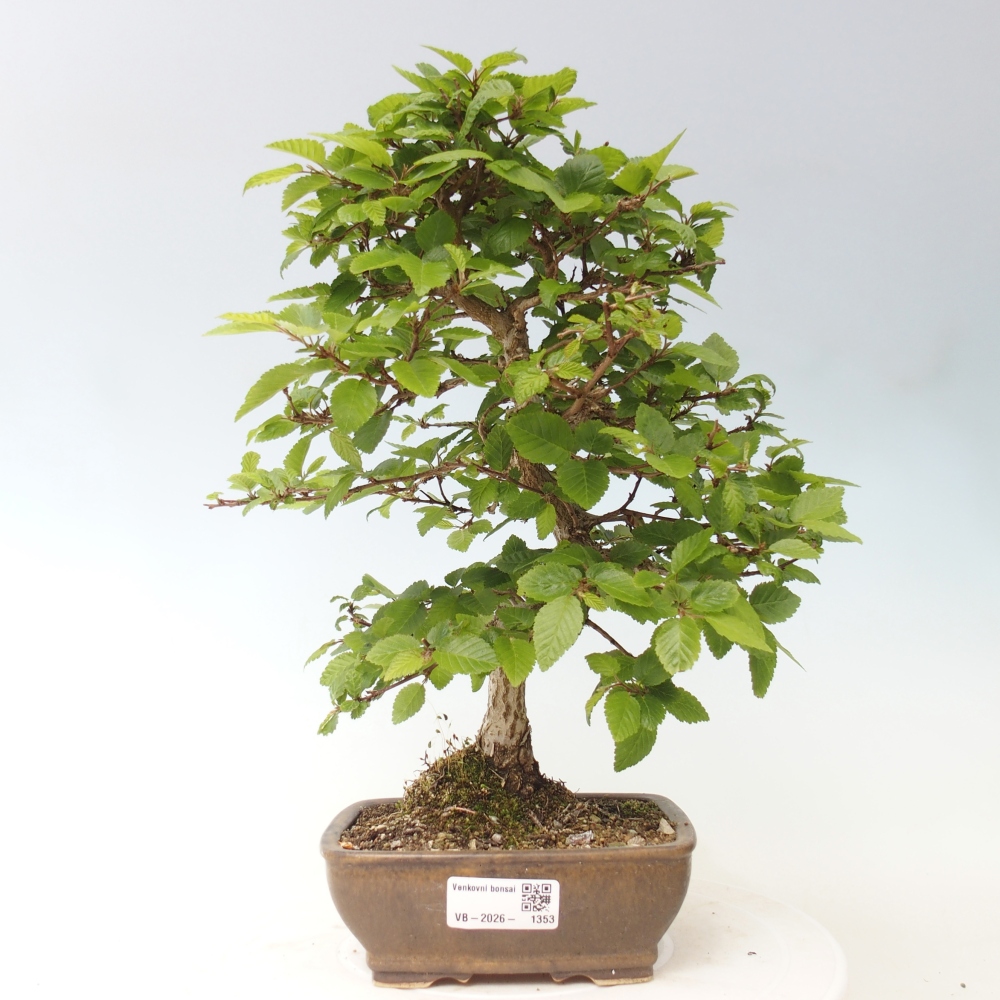 Bonsai da esterno -Carpinus CARPINOIDES - Carpino coreano