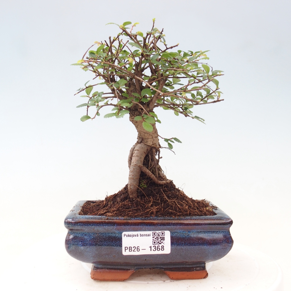 Camera bonsai - Ulmus parvifolia - Olmo a foglie piccole