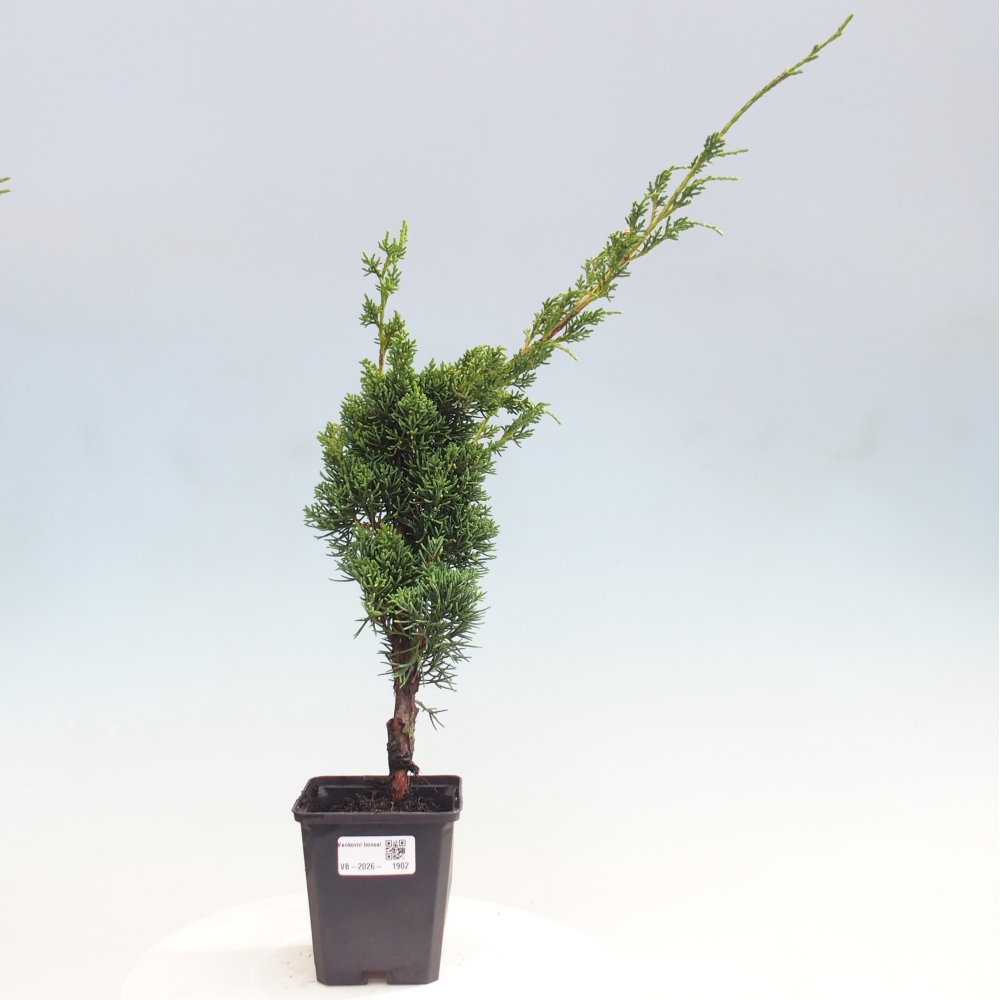 Bonsai da esterno - Juniperus chinensis Kishu