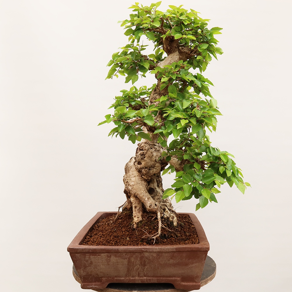 Bonsai da esterno -Carpinus Coreana - Carpino coreano
