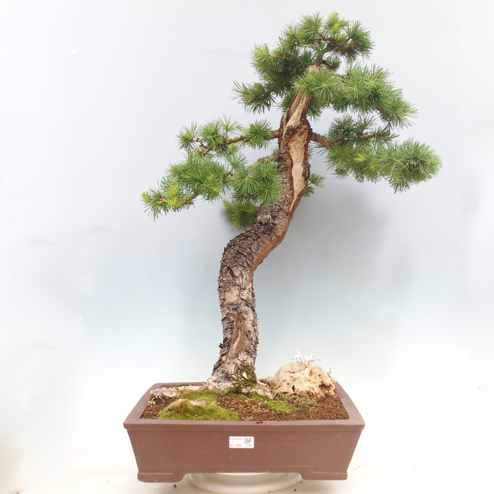 Bonsai da esterno -Larix decidua - Larice