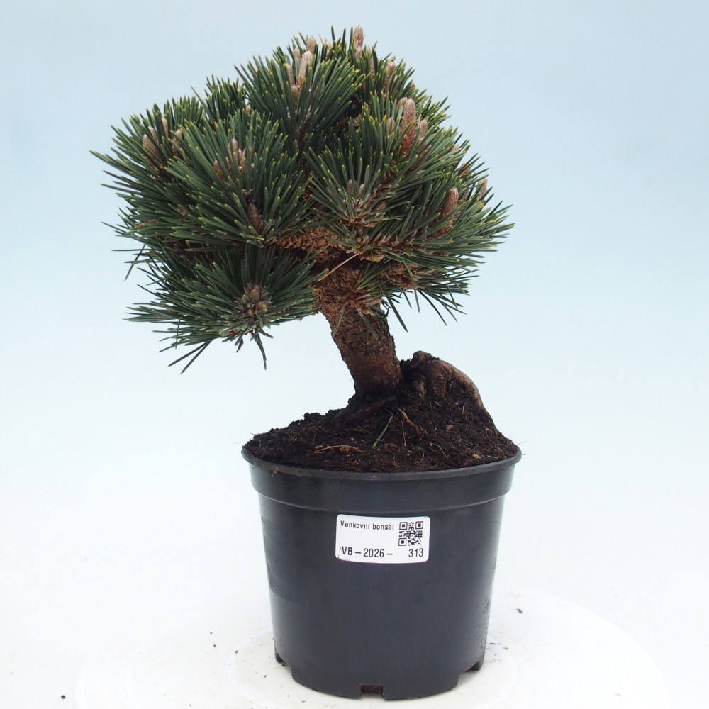 Bonsai da esterno - Pinus thunbergii senjyumaru - Pino di Thunberg