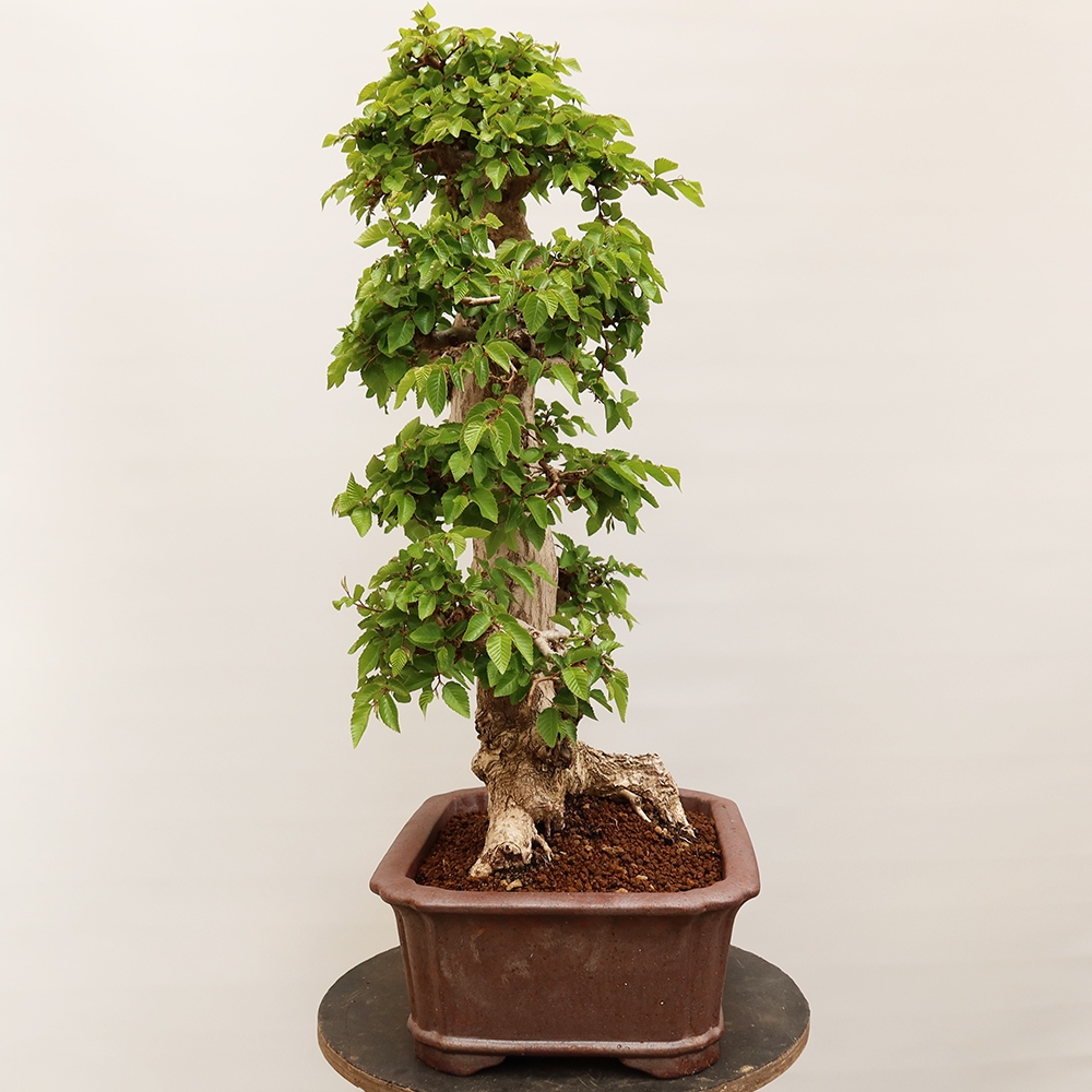 Bonsai da esterno -Carpinus Coreana - Carpino coreano