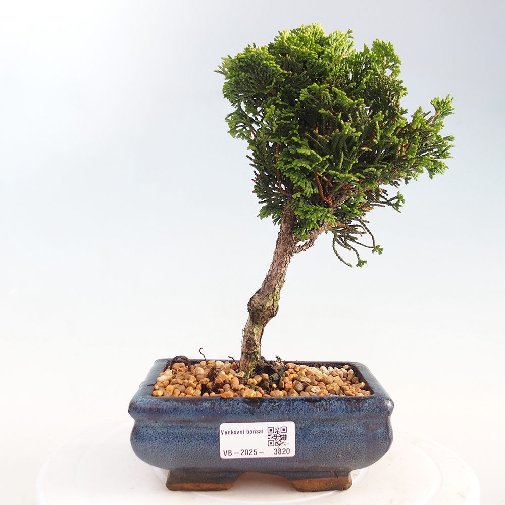 Bonsai da esterno - Cham.pis obtusa Nana Gracilis - Cipresso