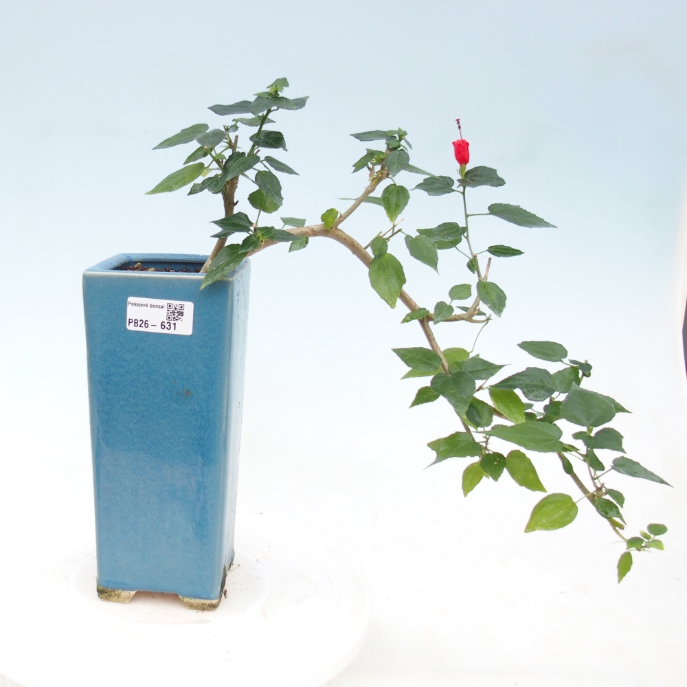 Bonsai da interno - Malvaviscus arboreus