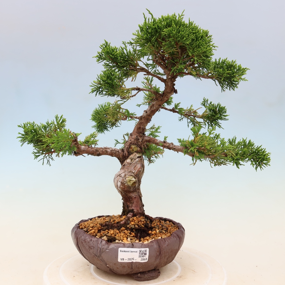 Bonsai da esterno - Juniperus chinensis Itoigawa