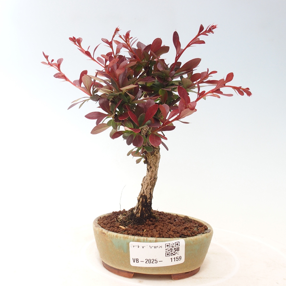 Bonsai da esterno - Berberis thunbergii Kobold