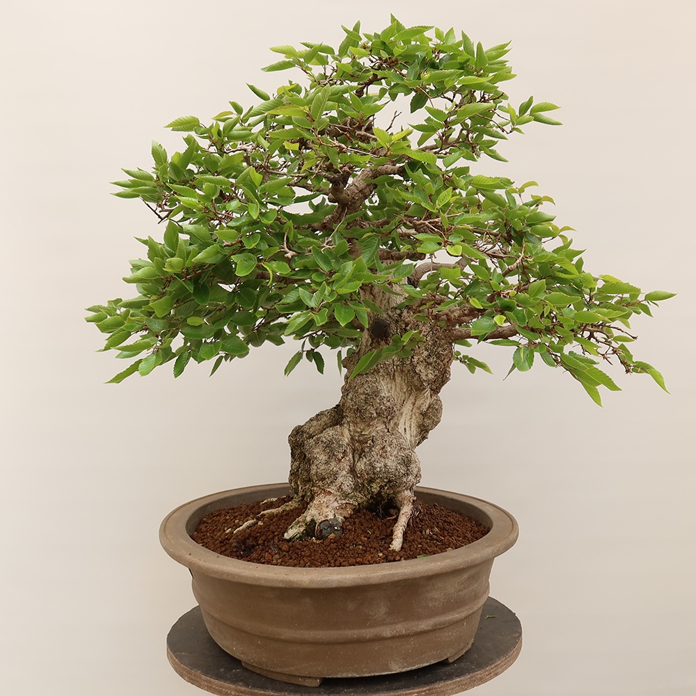 Bonsai da esterno -Carpinus Coreana - Carpino coreano