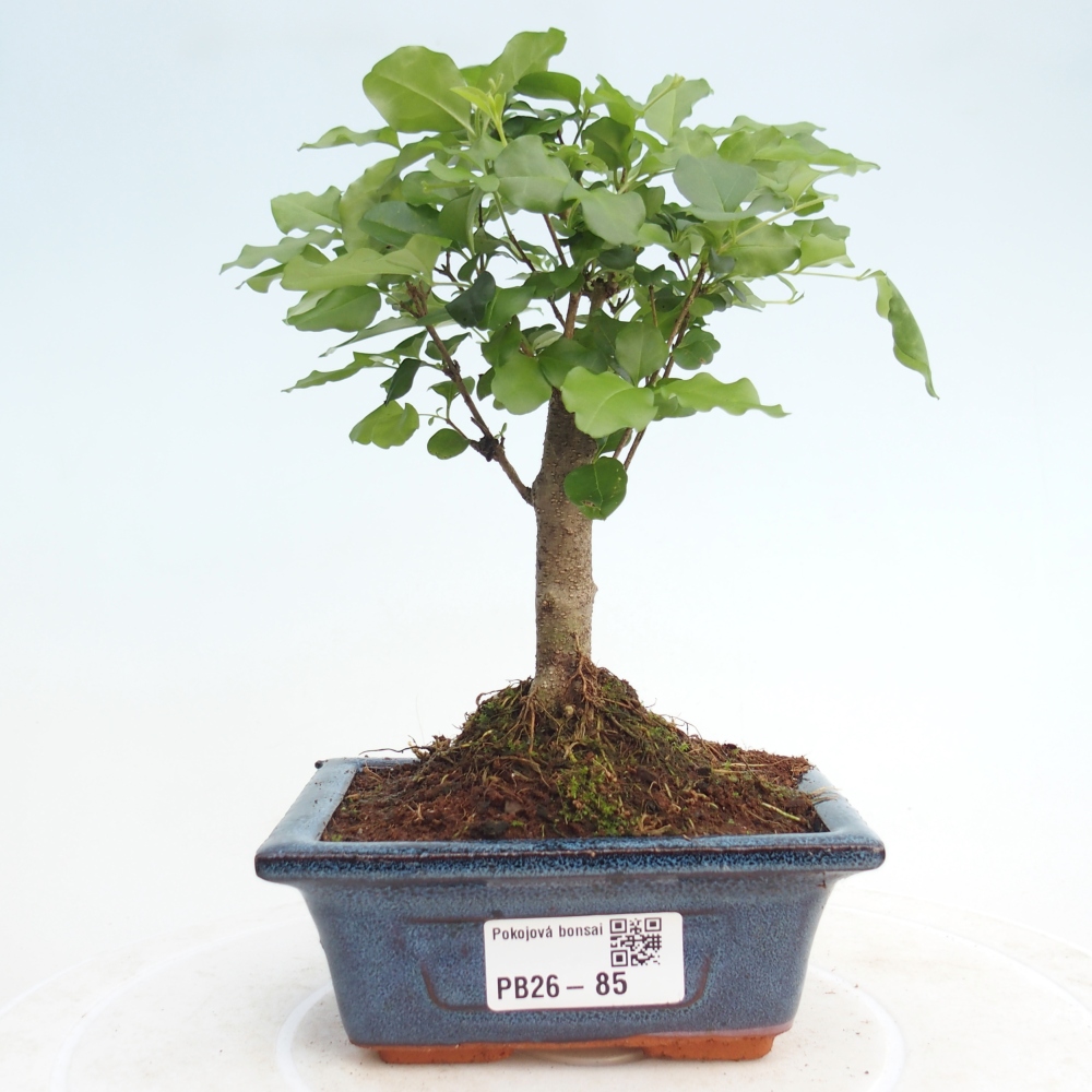 Camera bonsai -Ligustrum chinensis - Becco d'uccello