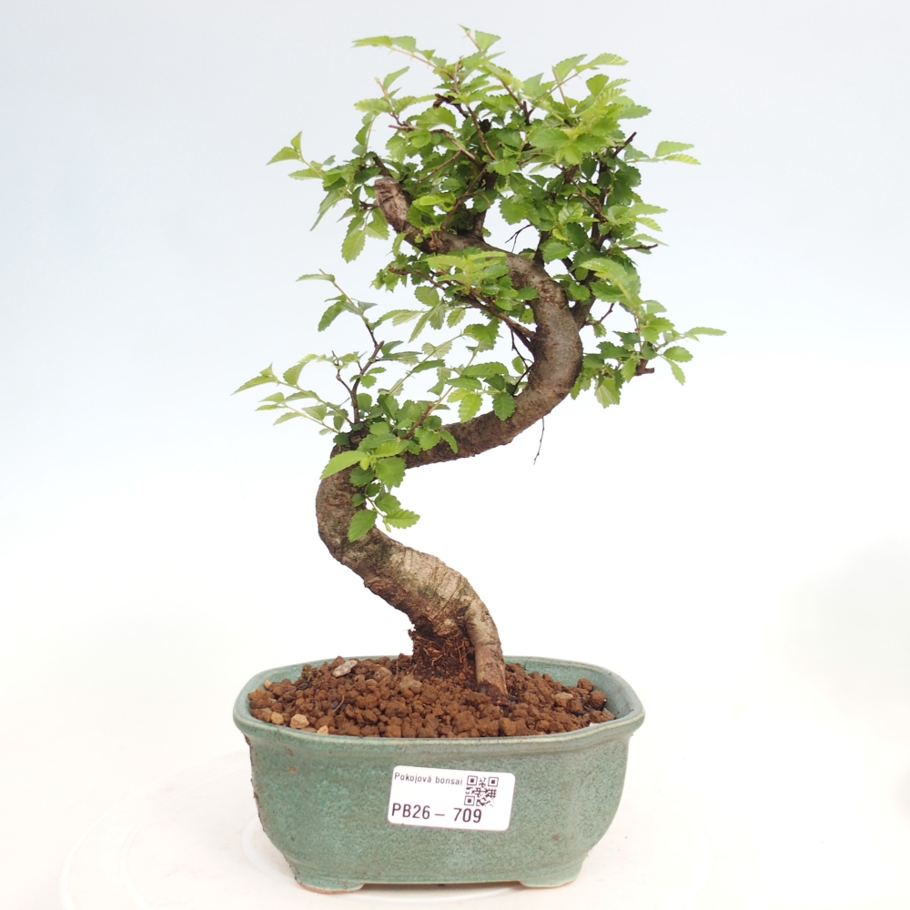 Camera bonsai - Ulmus parvifolia - Olmo a foglie piccole