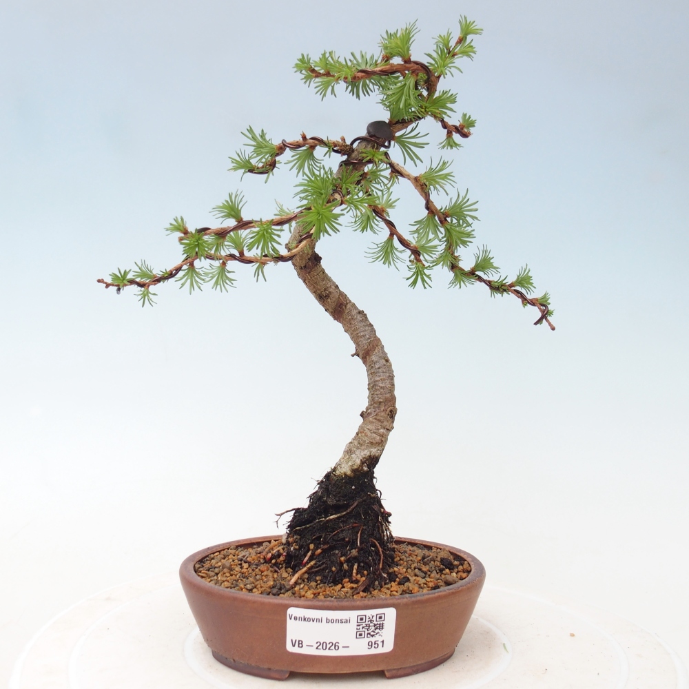 Bonsai da esterno - Larix Kaempferi - Larice giapponese