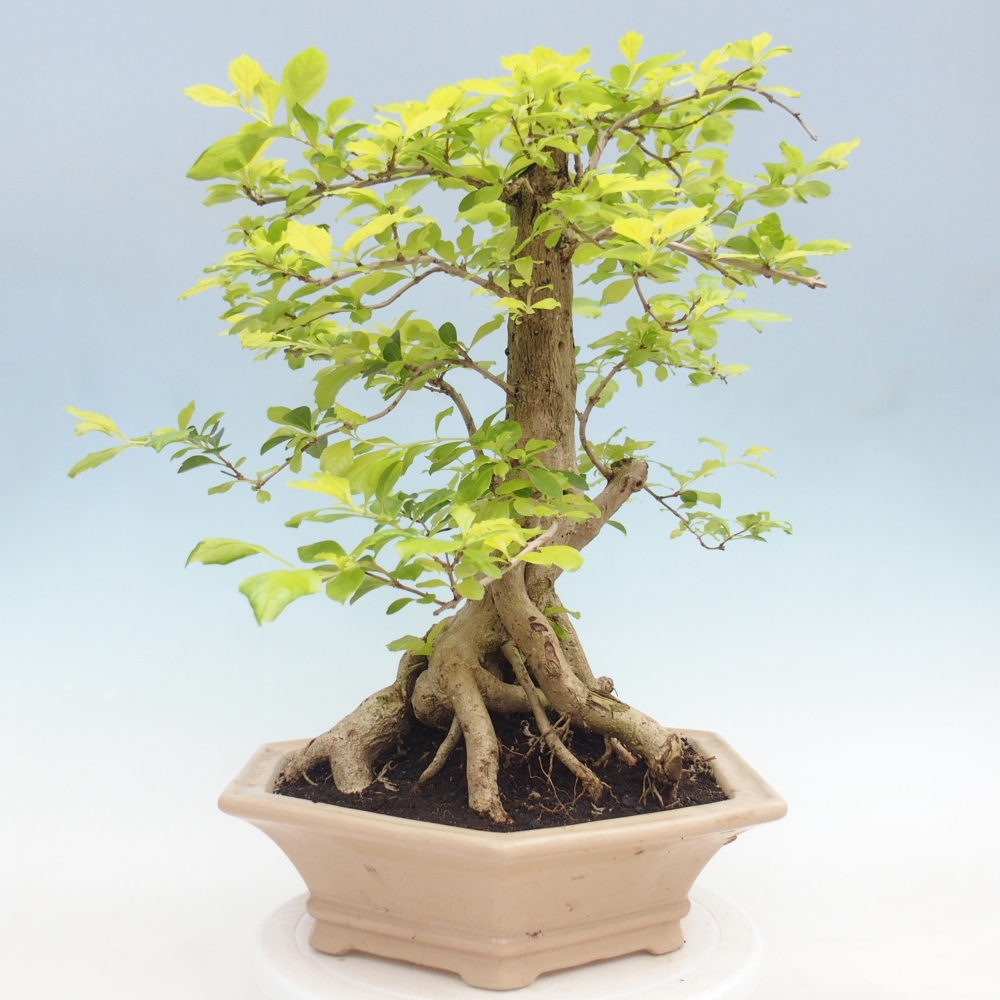 Bonsai da camera - Duranta erecta Aurea - SOLO RITIRO PERSONALE o trasporto su pallet