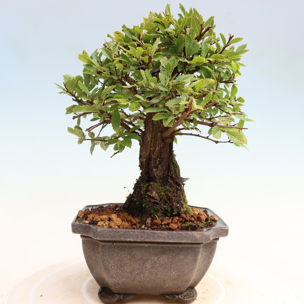 Bonsai da esterno - Zelkova - Zelkova NIRE