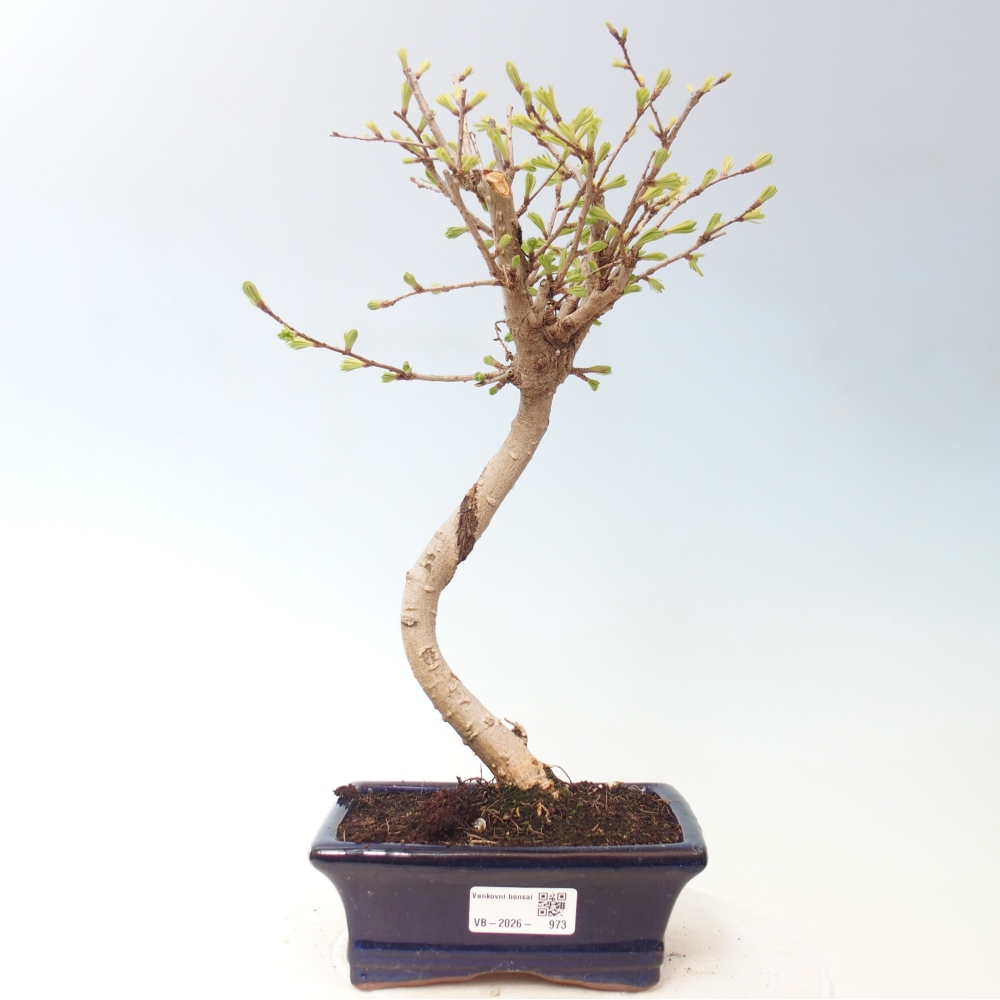 Bonsai da esterno -Pseudolarix amabis-Pseudolarix amabis