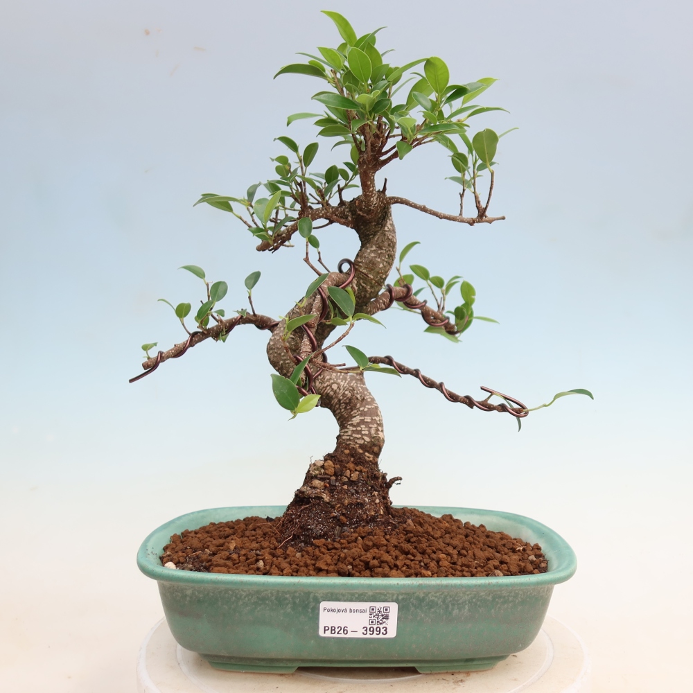 Camera bonsai - Ficus kimmen - ficus a foglie piccole