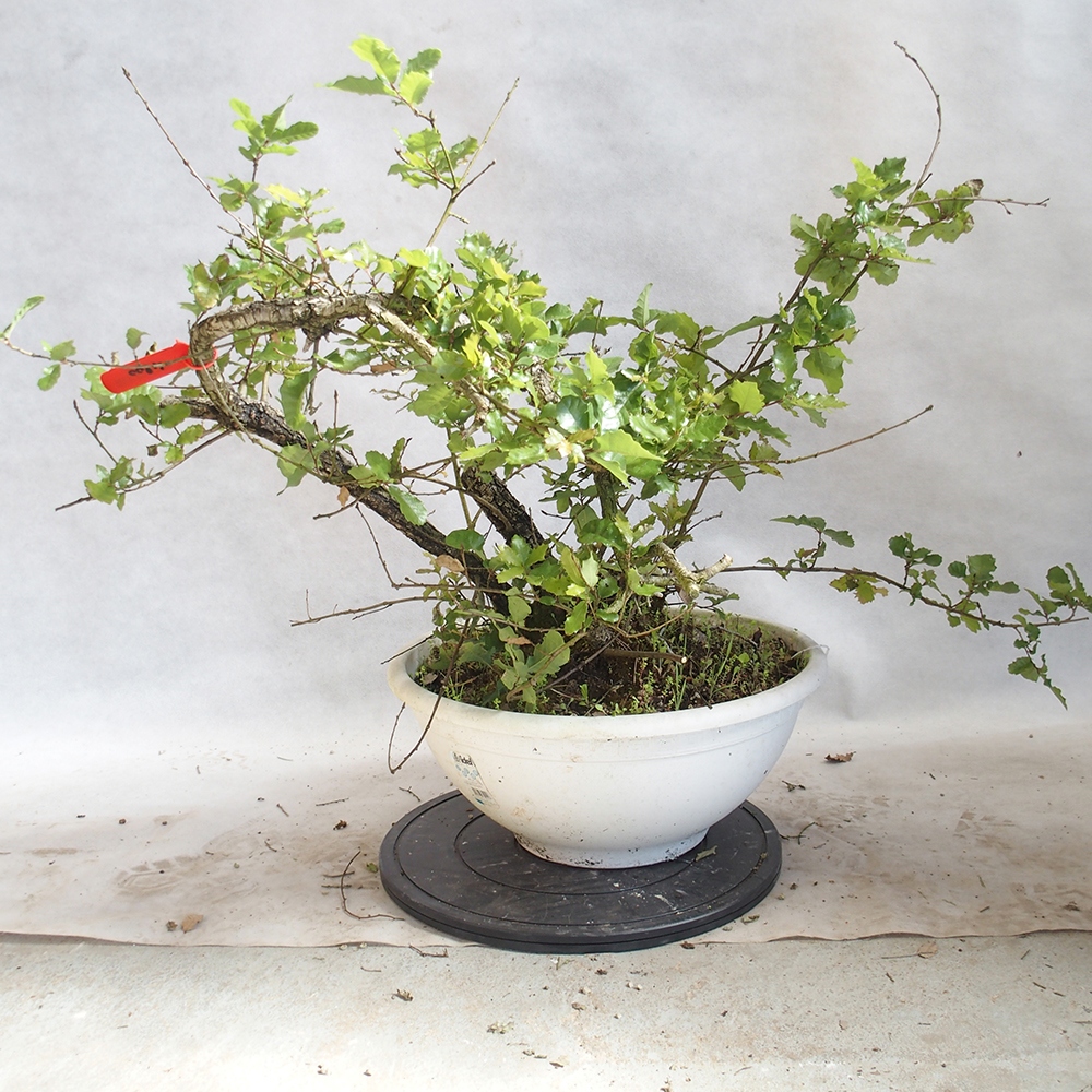 Bonsai da esterno Quercus Cerris - Quercia Cer