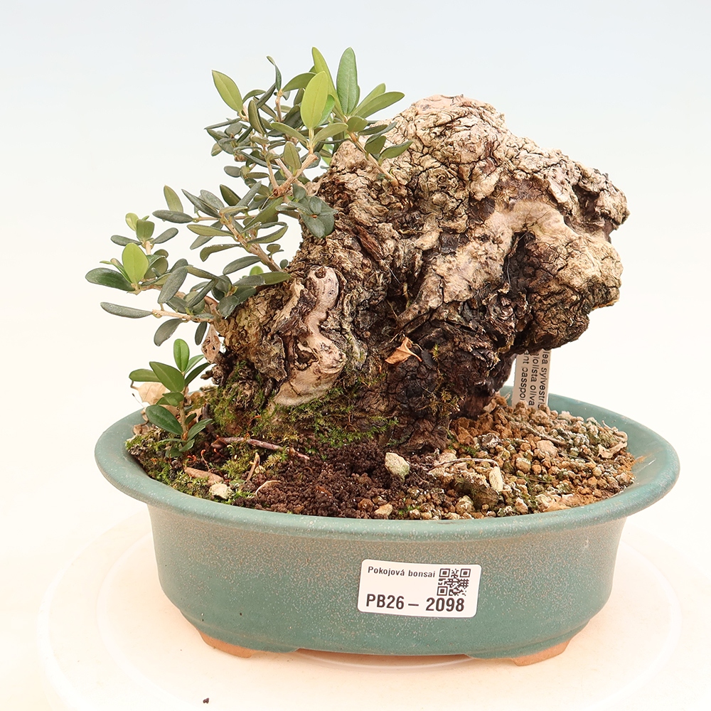 Bonsai da interno - Olea europaea sylvestris