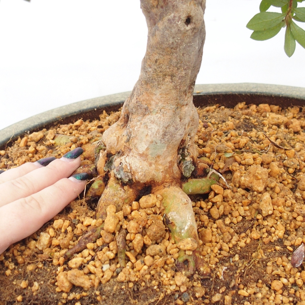 Bonsai da esterno - Azalea giapponese - Azalea Hanatsuzuri