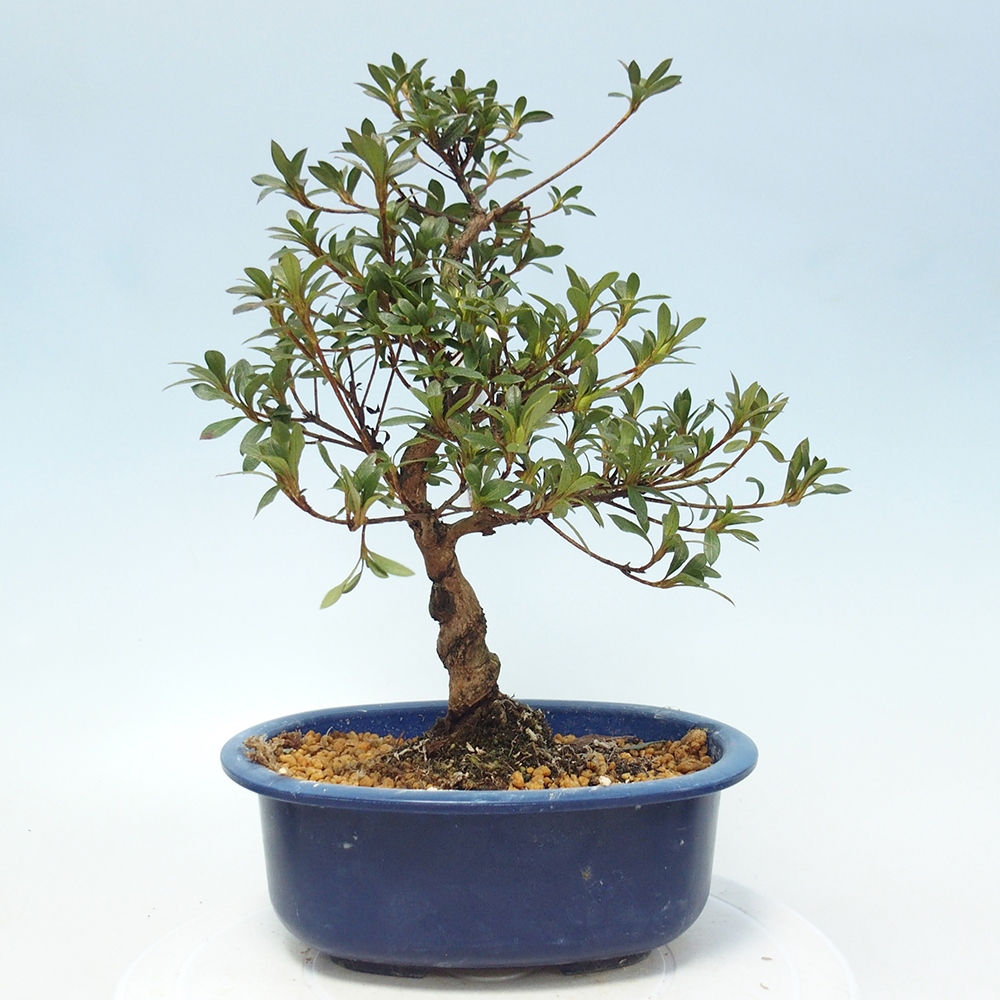 Bonsai da esterno - Azalea giapponese - Azalea Senhime