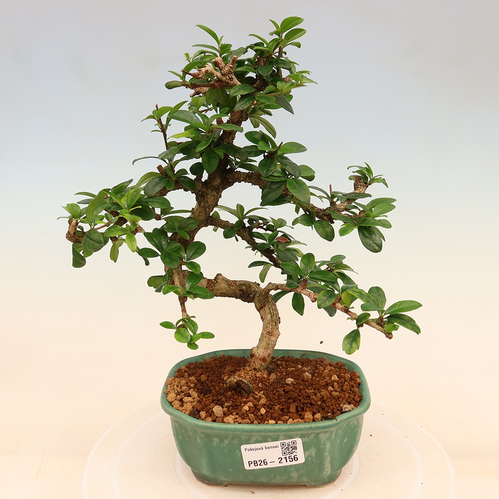 Camera bonsai - Carmona macrophylla - Tea fuki