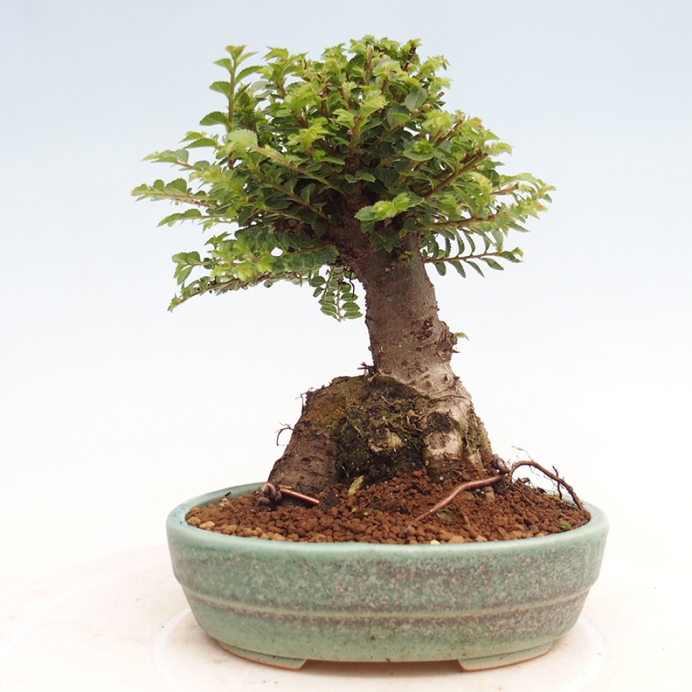 Bonsai da esterno - Ulmus parvifolia Hokkaido - Olmo cinese