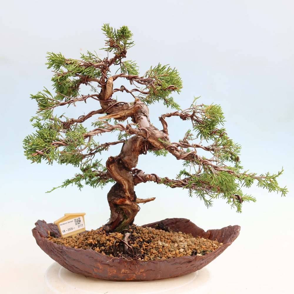 Bonsai da esterno - Juniperus chinensis Itoigawa-Juniperus chinensis