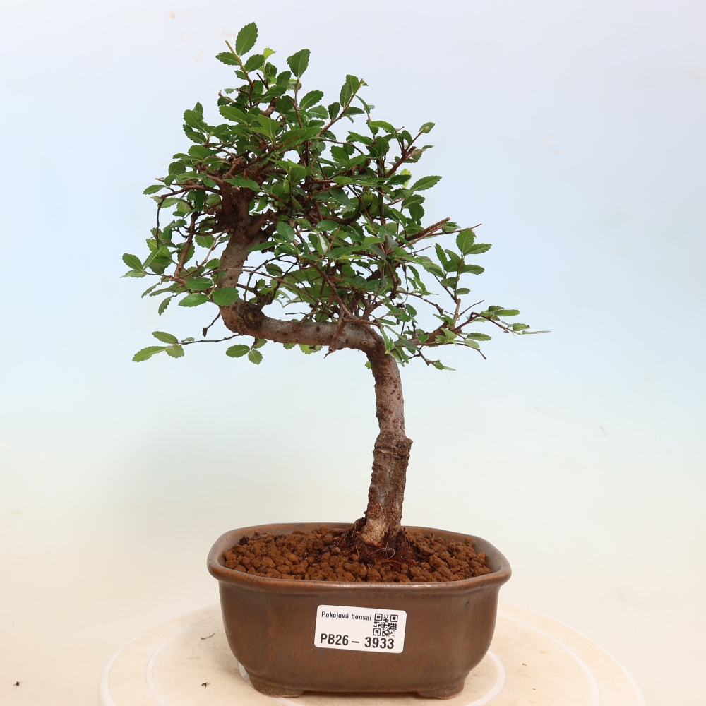 Camera bonsai - Ulmus parvifolia - Olmo a foglie piccole