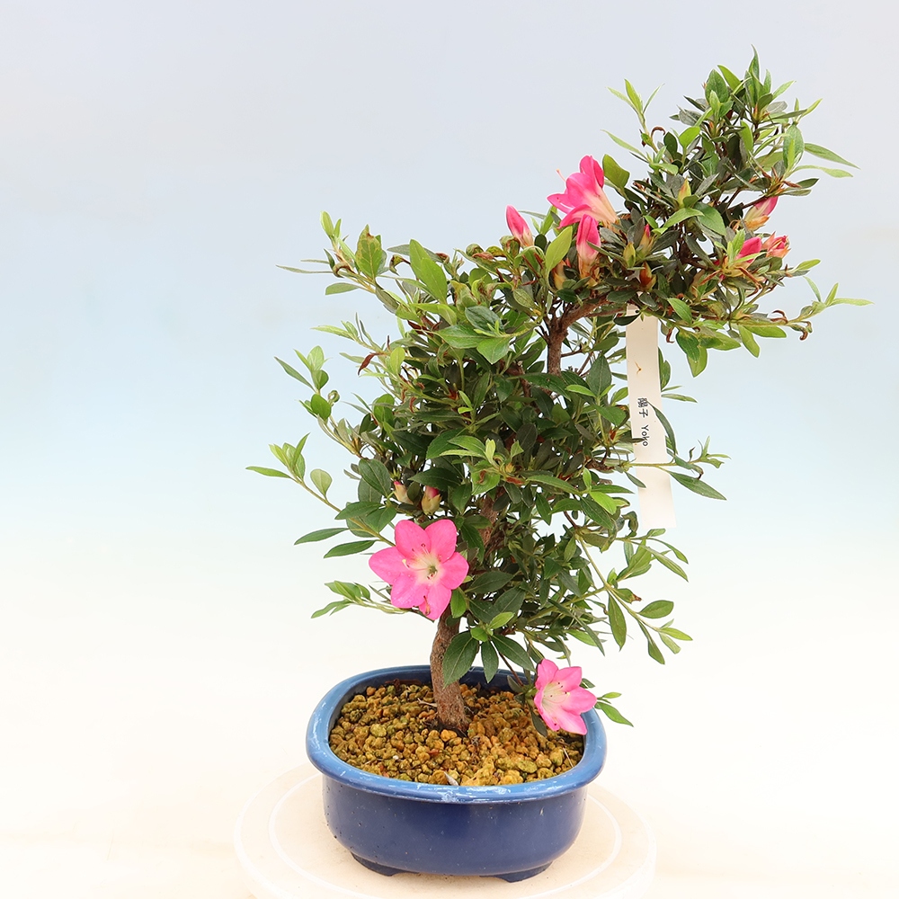 Bonsai da esterno - Azalea giapponese - Azalea Yoko