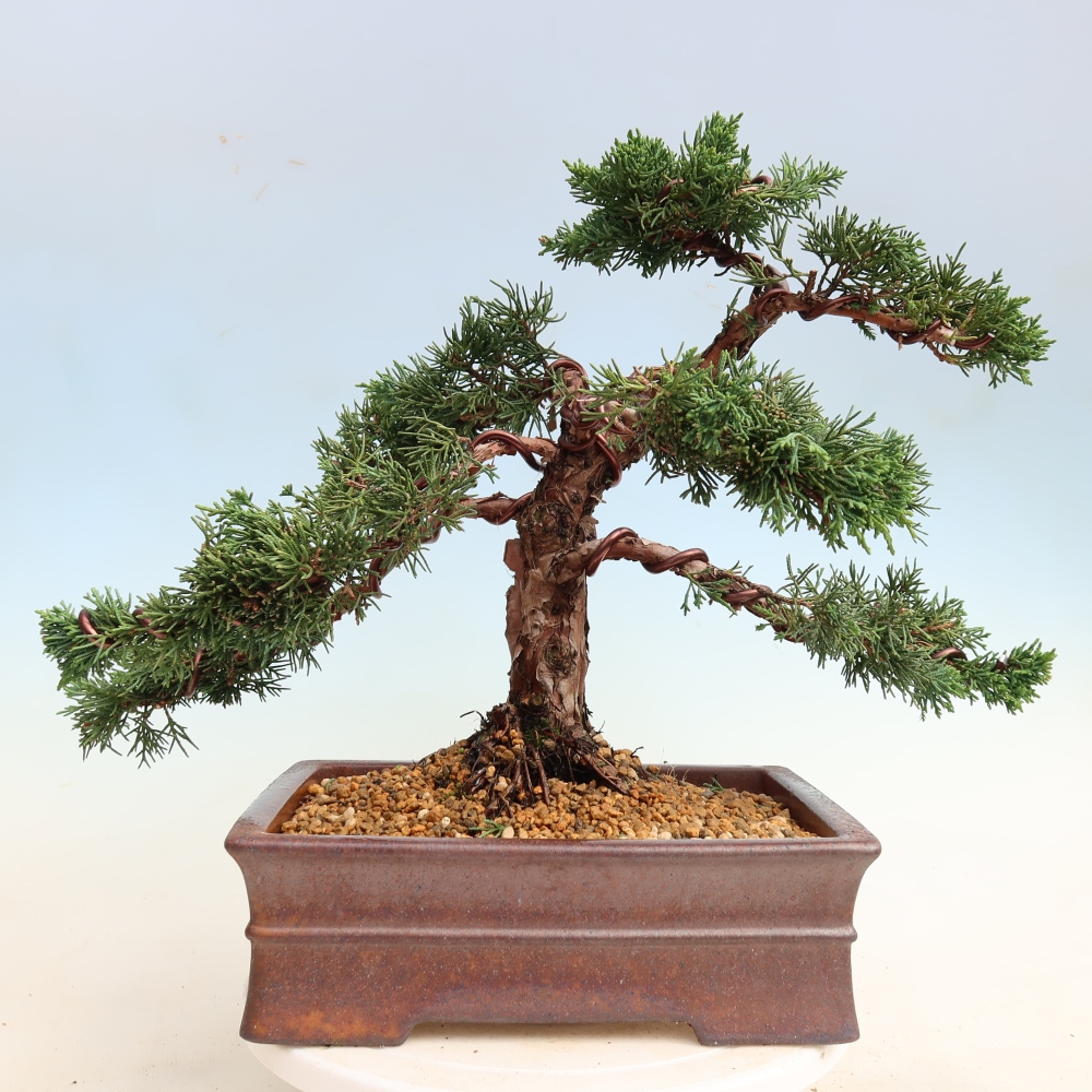 Bonsai da esterno - Juniperus chinensis Kishu