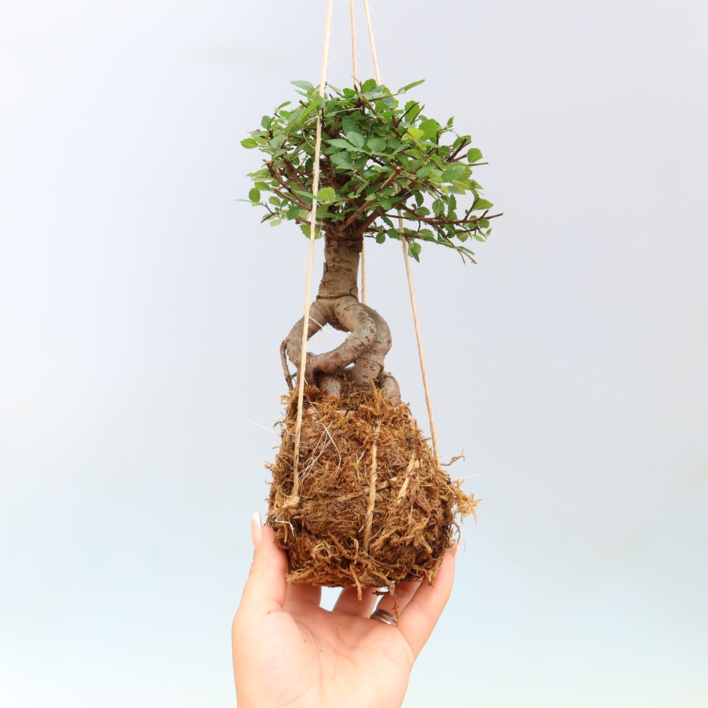 Kokedama in ceramica -Ulmus parvifolia- olmo a foglie piccole