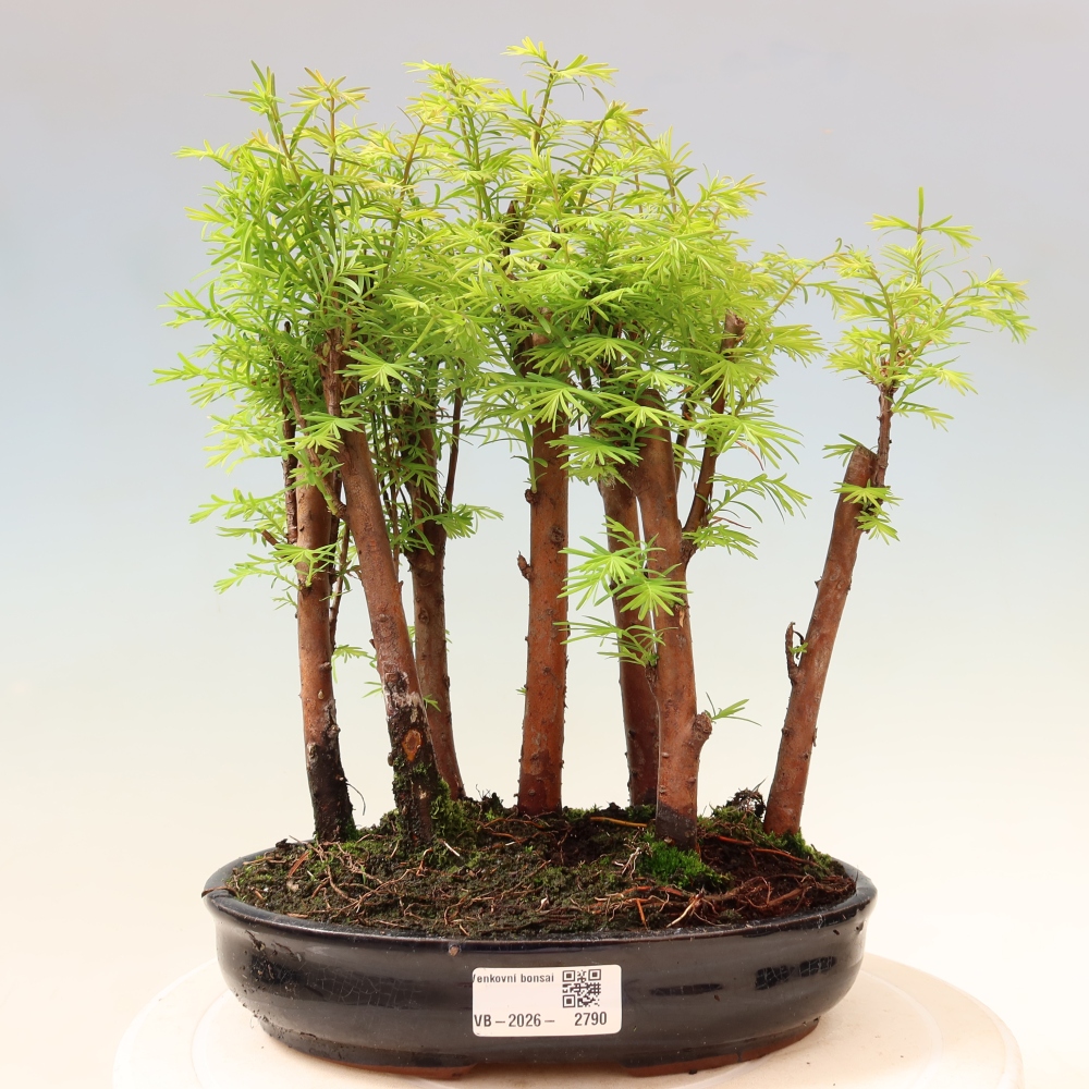 Bonsai da esterno - Metasequoia glyptostroboides - Metasequoia cinese - boschetto