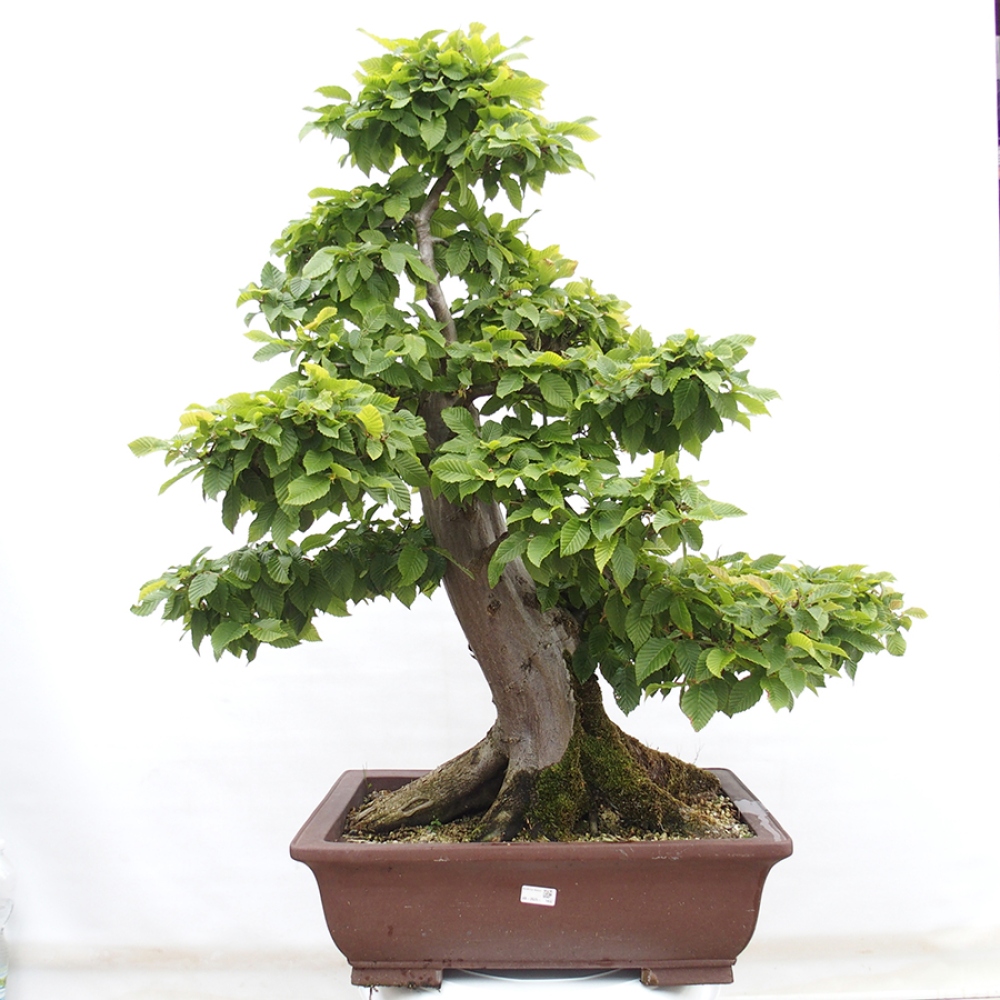 Bonsai da esterno - Carpino - Carpinus betulus