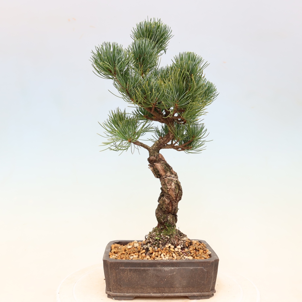 Bonsai da esterno - Pinus parviflora - Pinus parviflora