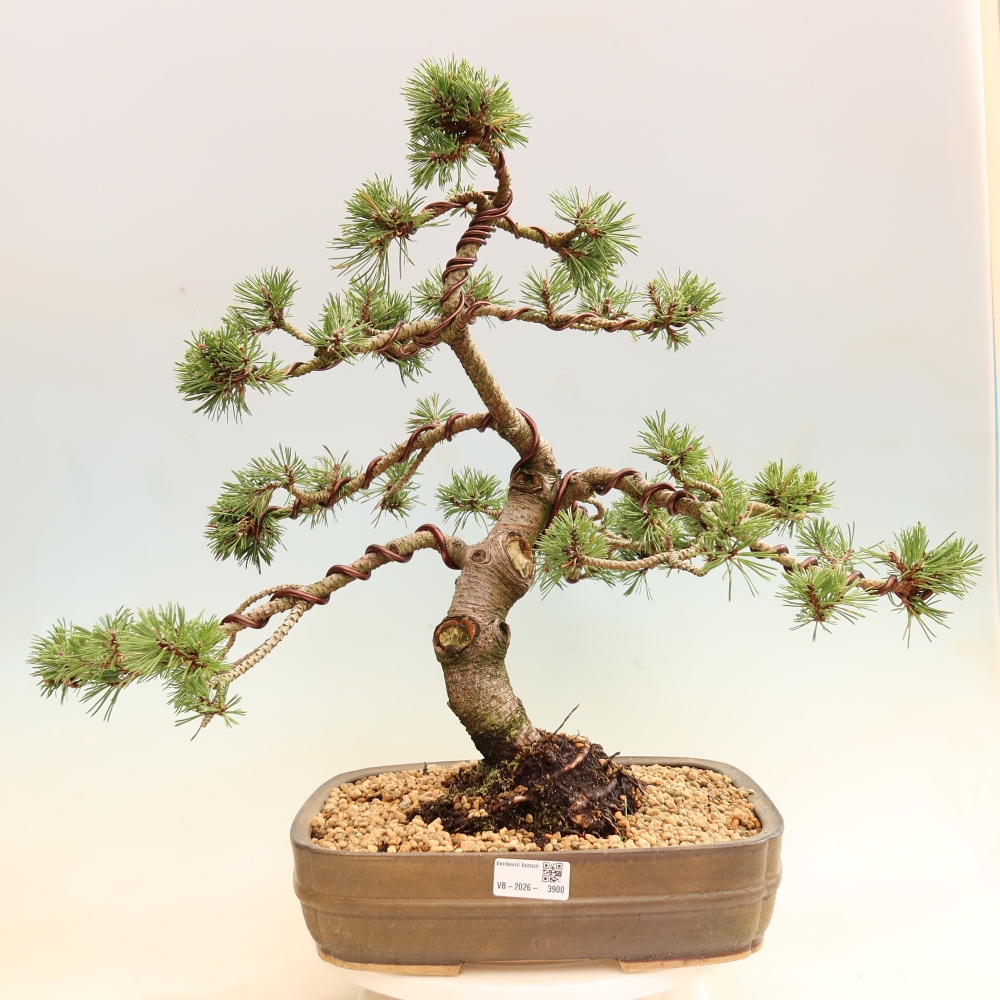 Bonsai da esterno - Pinus mugo Humpy  - Pino mugo
