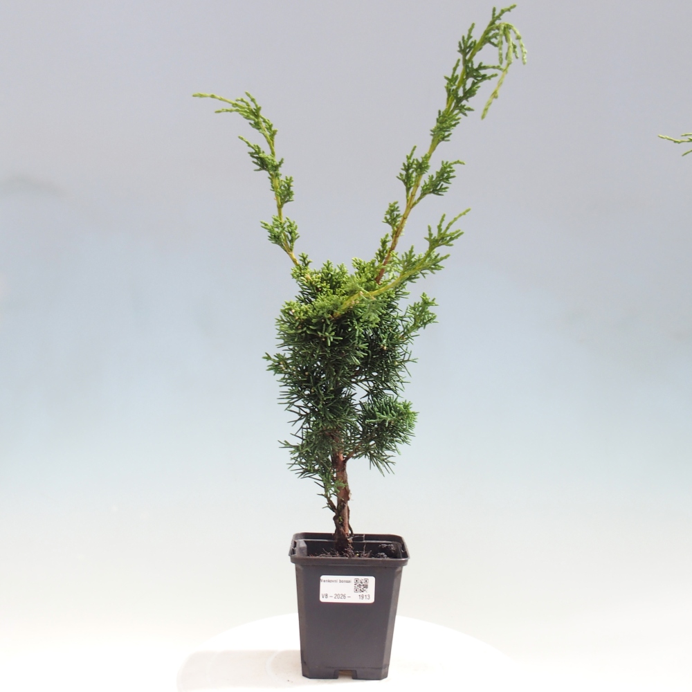 Bonsai da esterno - Juniperus chinensis Kishu