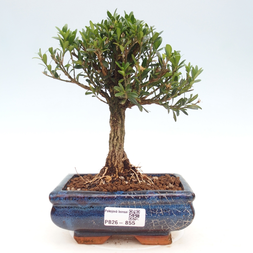 Camera bonsai - Buxus harlandii - buxus da sughero