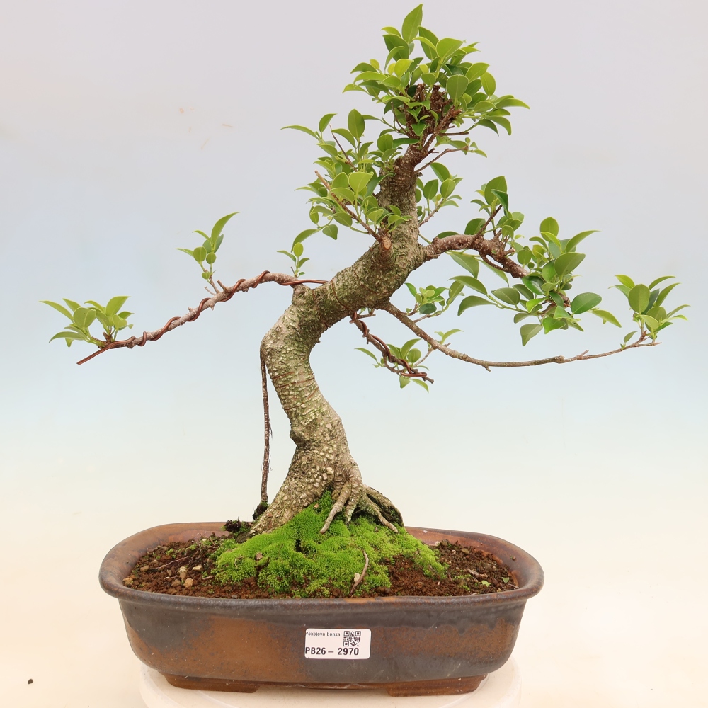 Camera bonsai - Ficus kimmen - ficus a foglie piccole