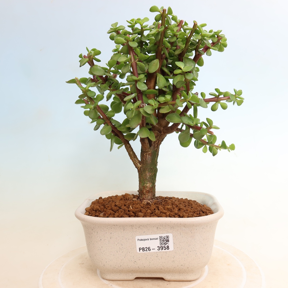 Camera bonsai - Portulakaria Afra - Tlustice