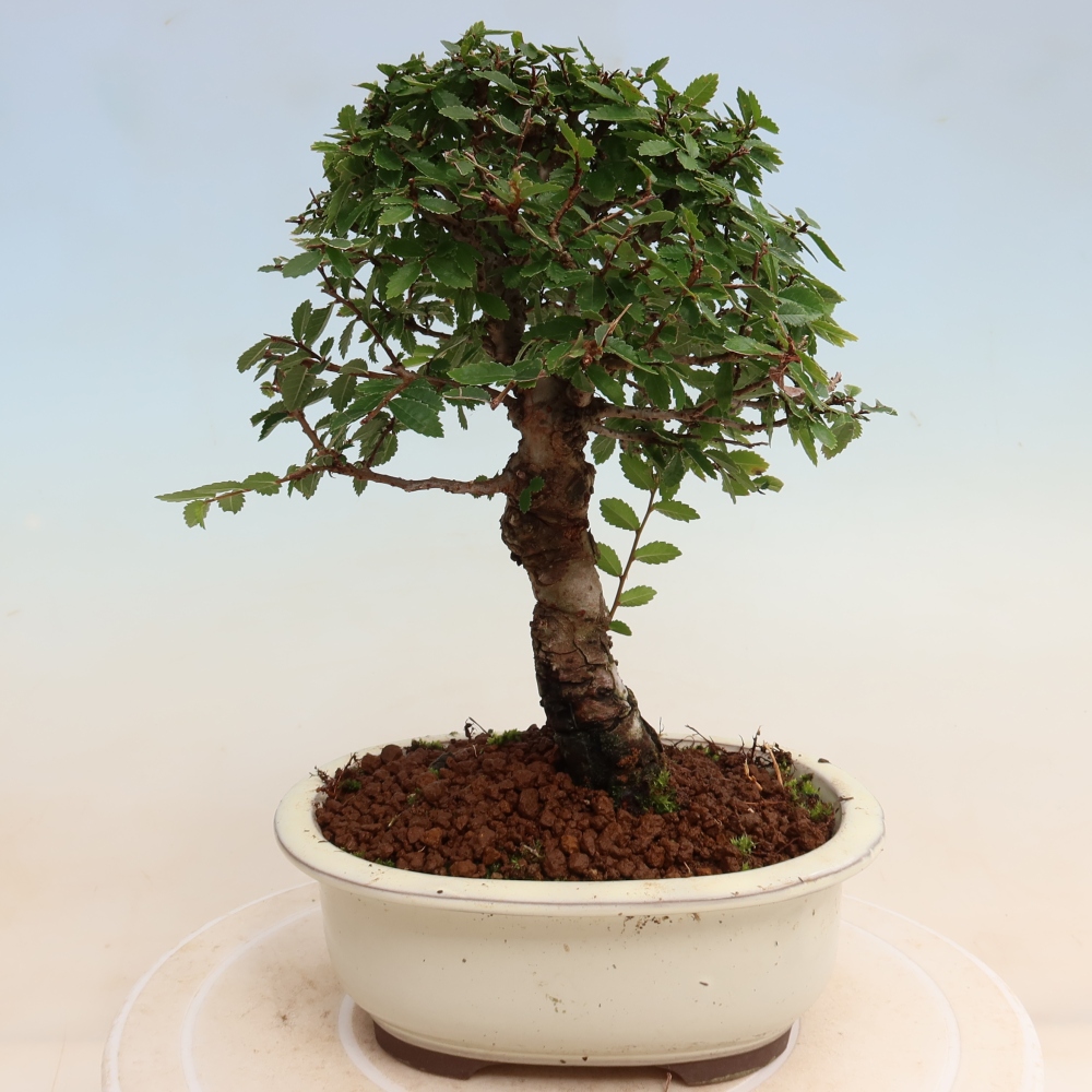 Bonsai da esterno - Zelkova - Zelkova NIRE