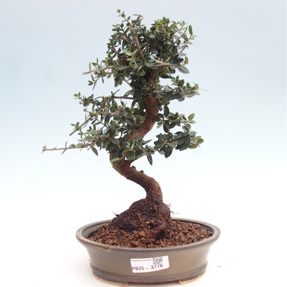 Bonsai da interno - Olea europaea sylvestris
