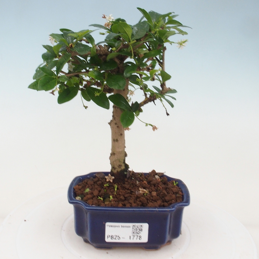 Camera bonsai - Carmona macrophylla - Tea fuki