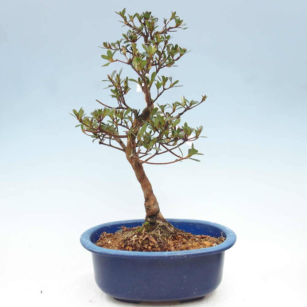 Bonsai da esterno - Azalea giapponese - Azalea Mio
