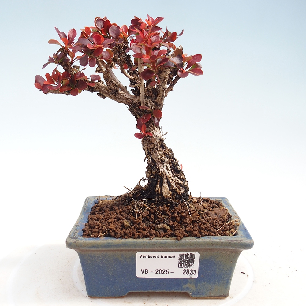 Bonsai da esterno - Berberis Thunbergii Bagatelle